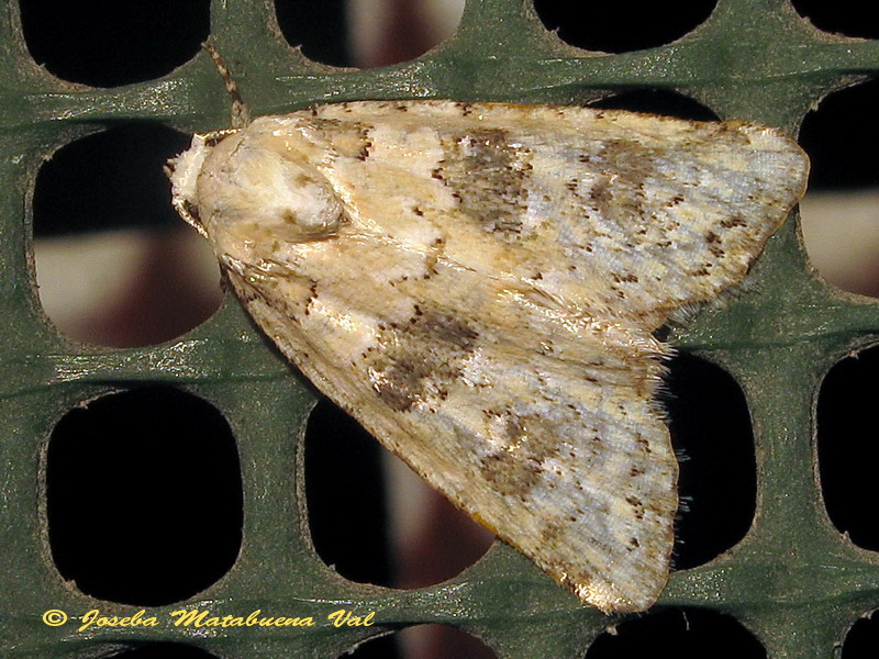 Noctuidae ID - Cfr. Bryophila (Bryophila) domestica